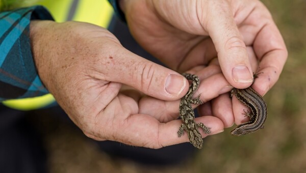 Te Whare Wai Para Nuku - Moa Point Sludge Minimisation Facility   